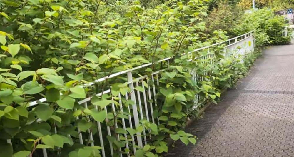 Fallopia Japonica